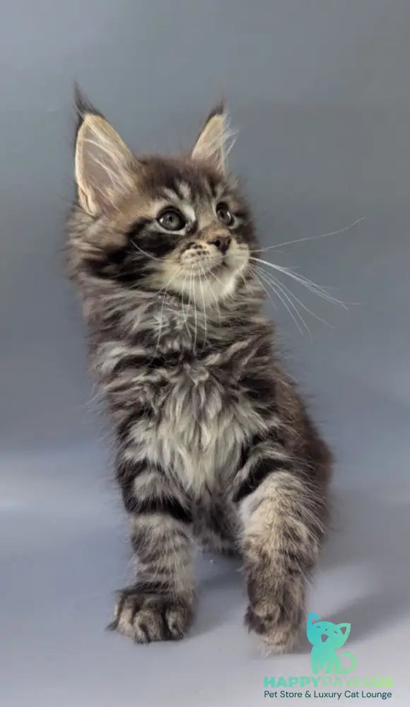 Happy Maine Coon male black tabby - live animals