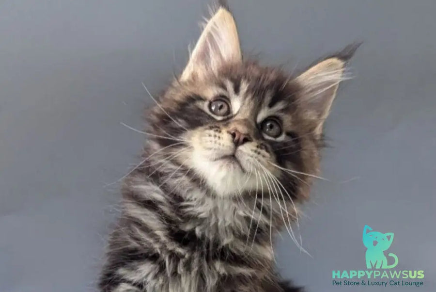 Happy Maine Coon male black tabby - live animals