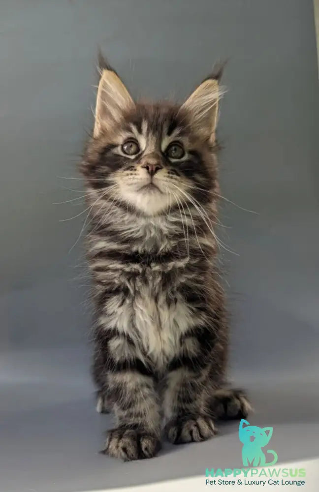 Happy Maine Coon male black tabby - live animals