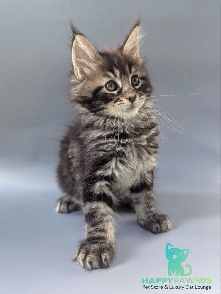 Happy Maine Coon male black tabby - live animals