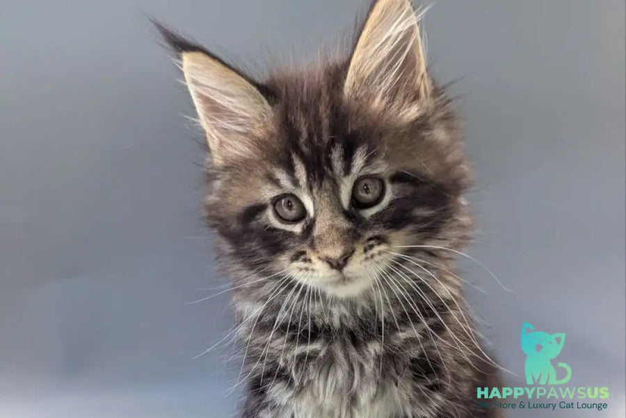 Happy Maine Coon male black tabby - live animals