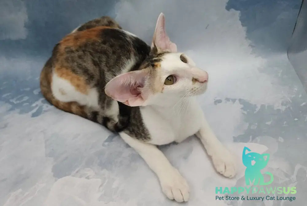 Happy Oriental Shorthair female black tortie spotted tabby bicolour - live animals