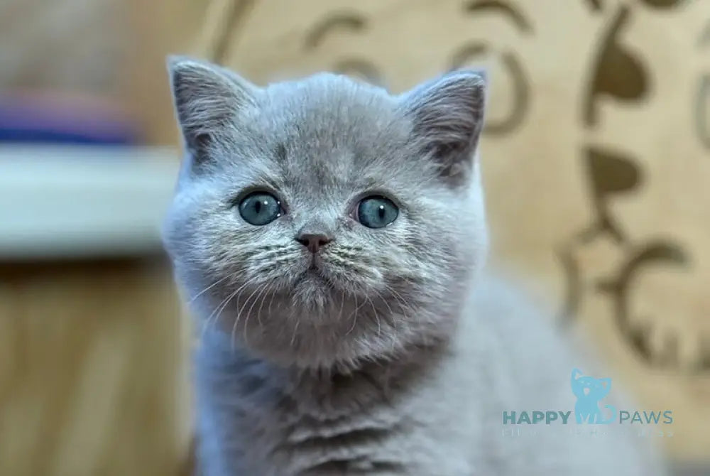 Happy Scottish Straight female lilac live animals