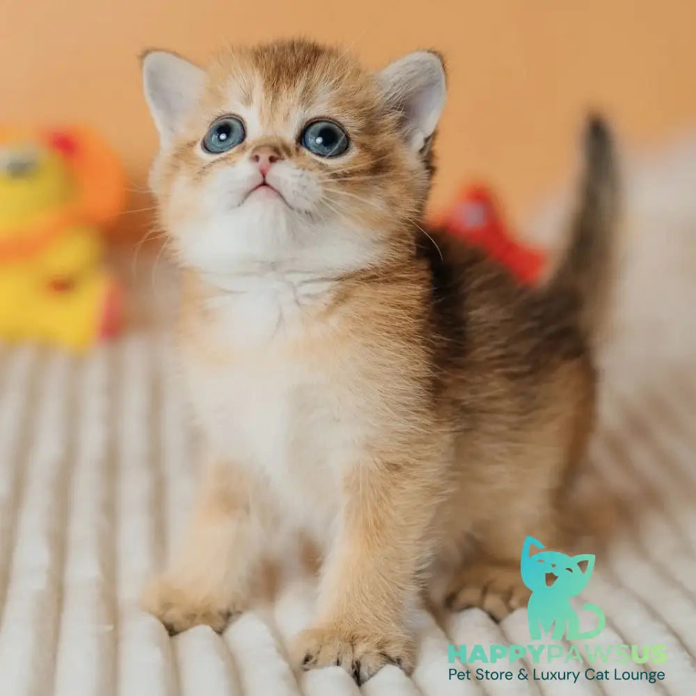 Happy Scottish Straight male black golden ticked tabby - live animals
