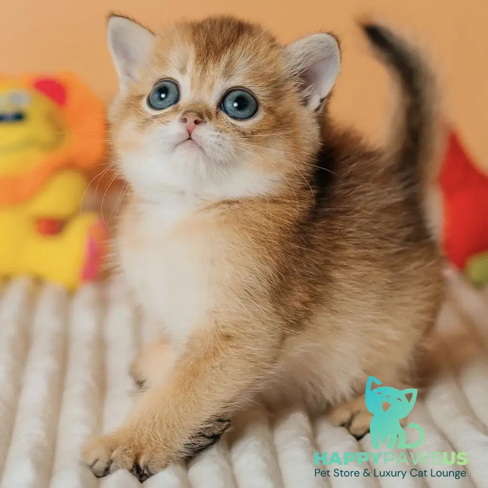 Happy Scottish Straight male black golden ticked tabby - live animals