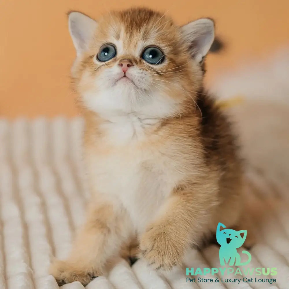 Happy Scottish Straight male black golden ticked tabby - live animals