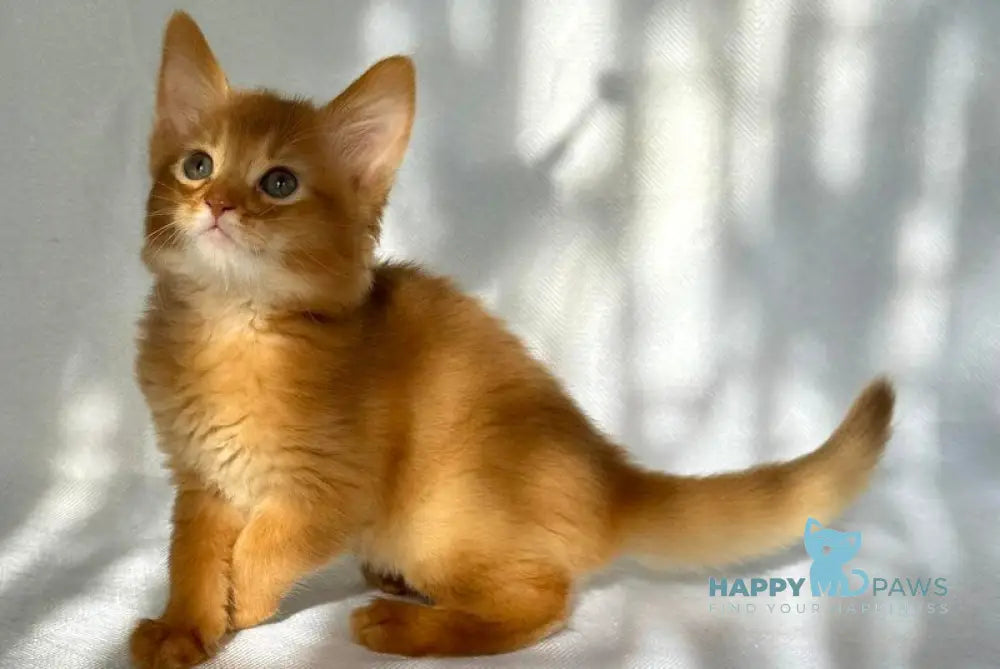 Happy Somali male sorrel live animals