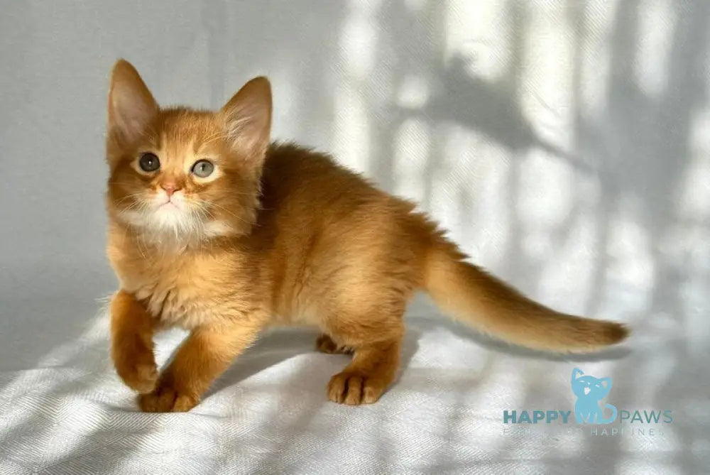 Happy Somali male sorrel live animals