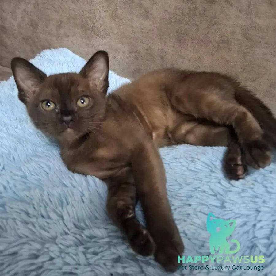 Hardi Burmese male black - live animals