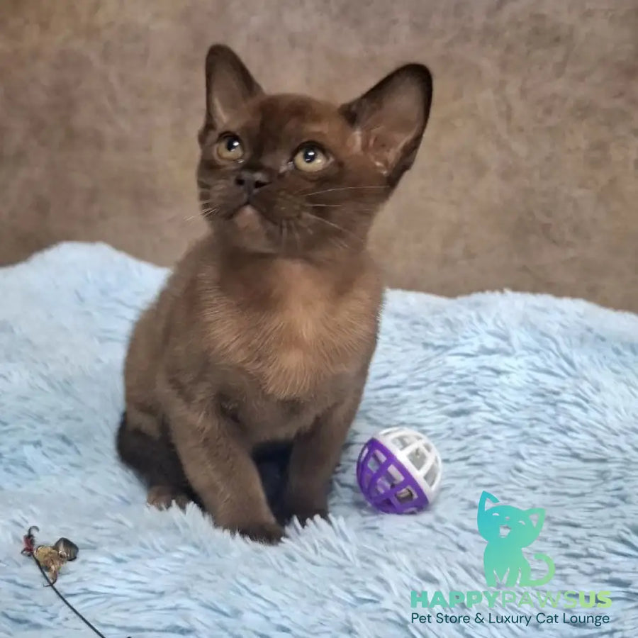 Hardi Burmese male black - live animals