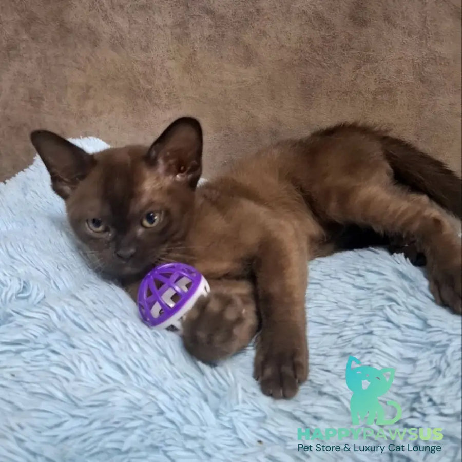 Hardi Burmese male black - live animals