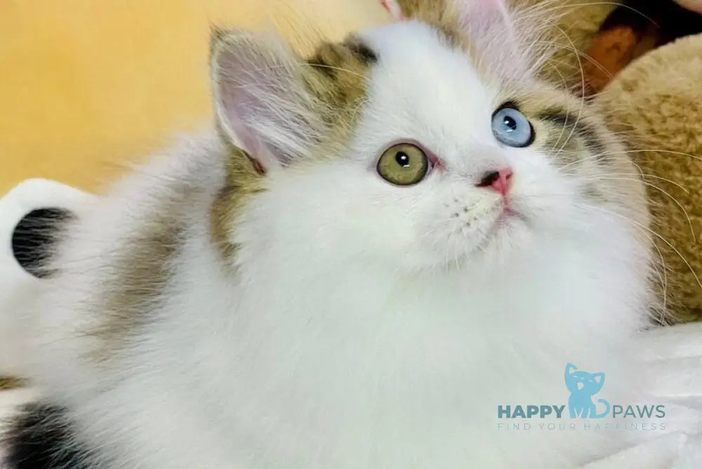 Hardi Scottish Straight male black tabby harlequin live animals