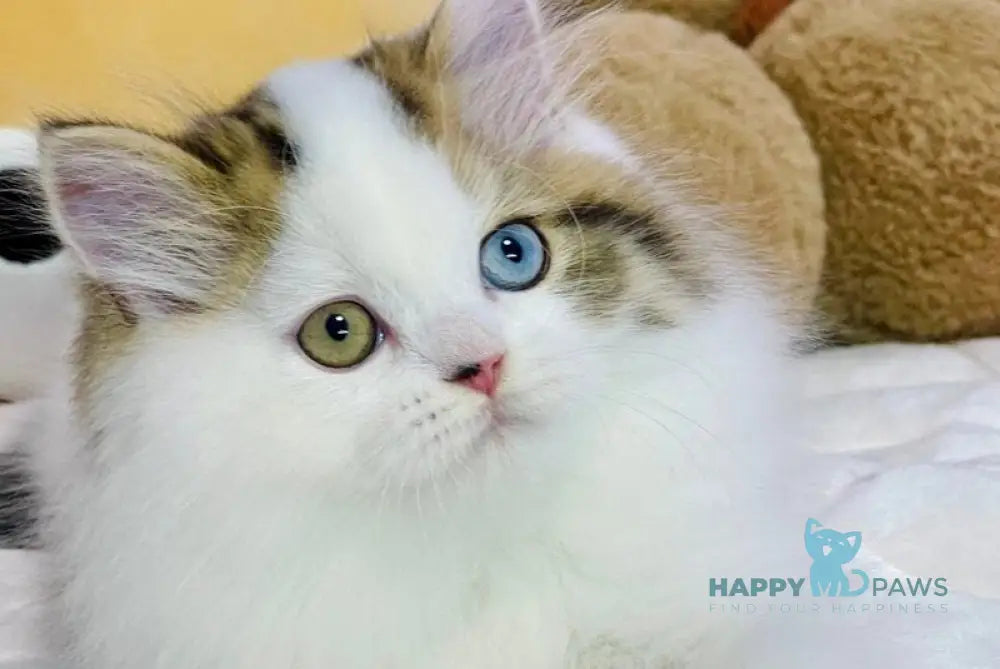 Hardi Scottish Straight male black tabby harlequin live animals