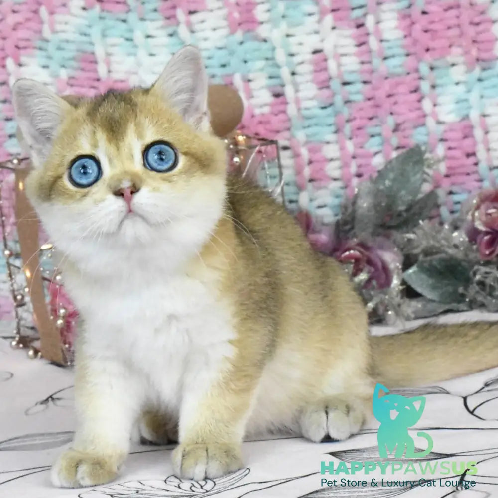 Hardy British Shorthair male black golden shaded - live animals