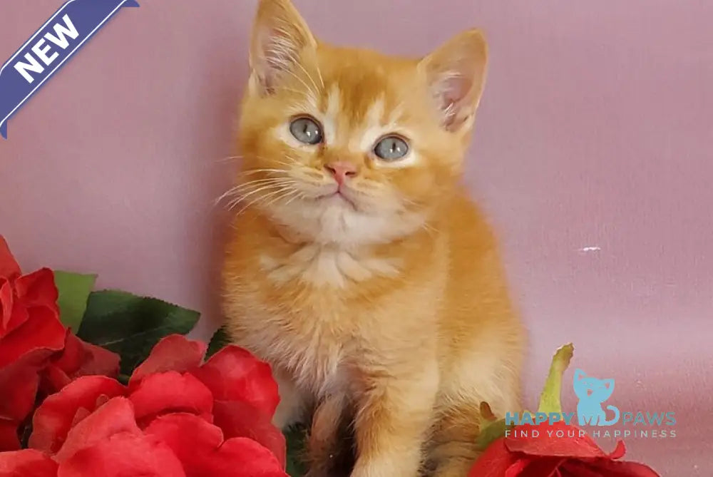 Hardy British Shorthair male red live animals