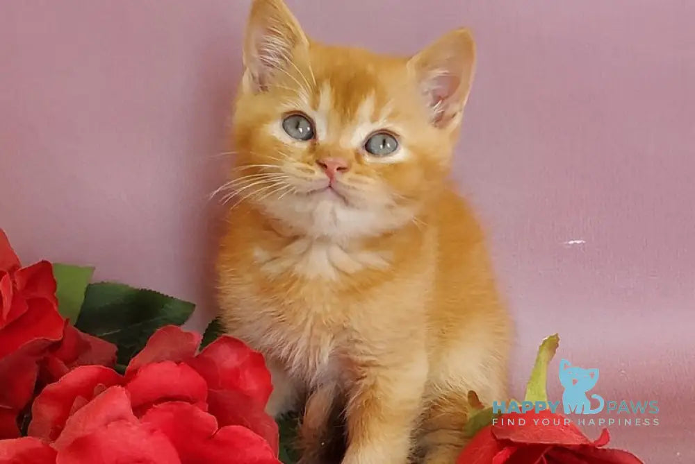 Hardy British Shorthair male red live animals