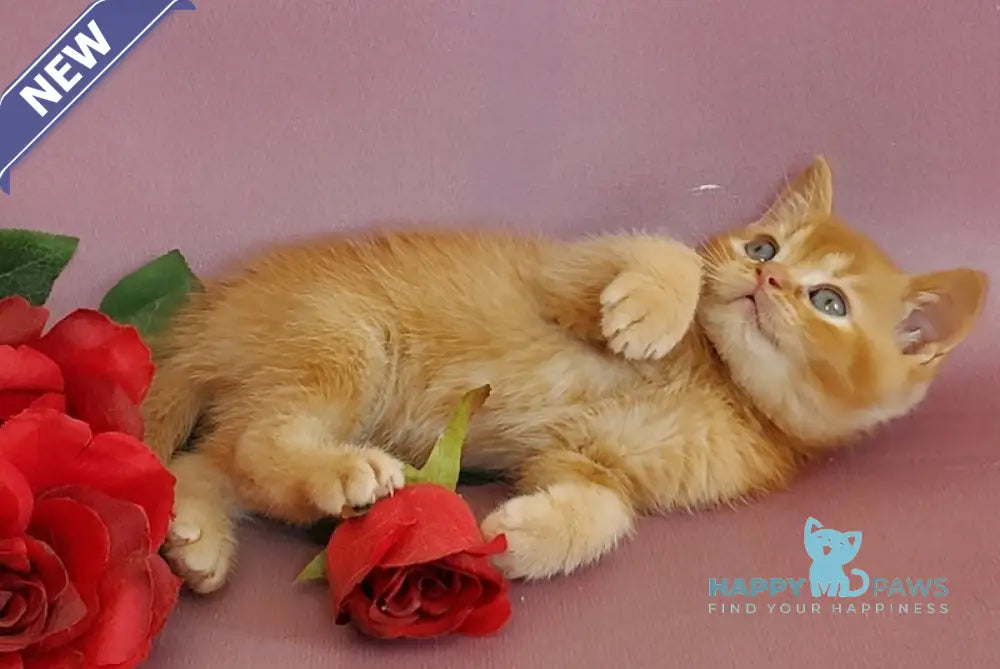 Hardy British Shorthair male red live animals