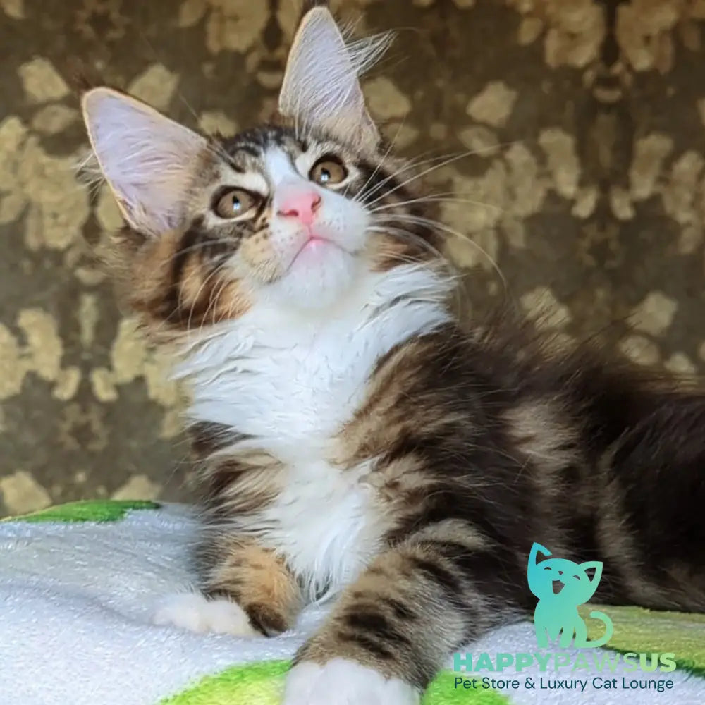 Haridvari Maine Coon female black tabby with white - live animals