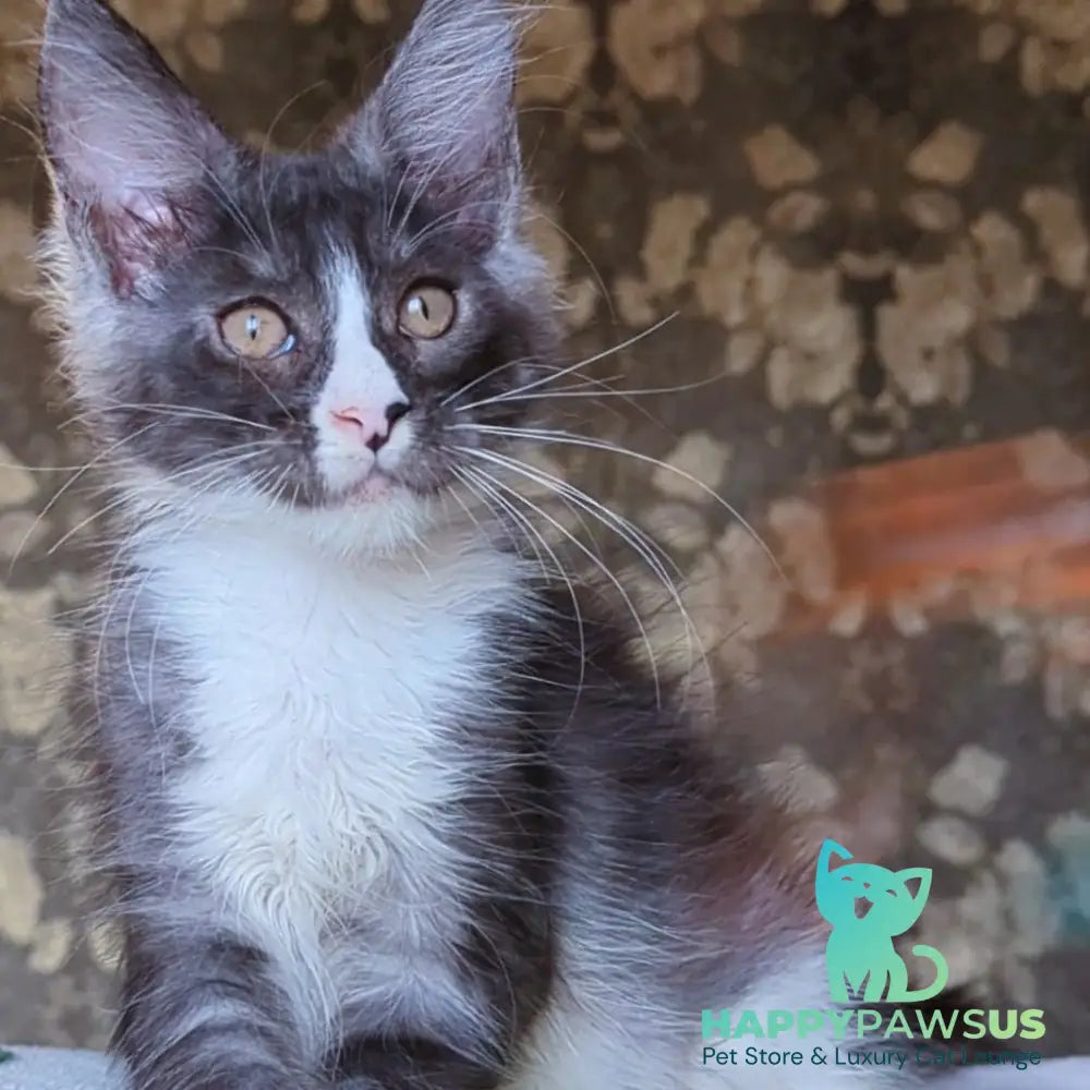 Harisha Maine Coon male black silver bicolour - live animals