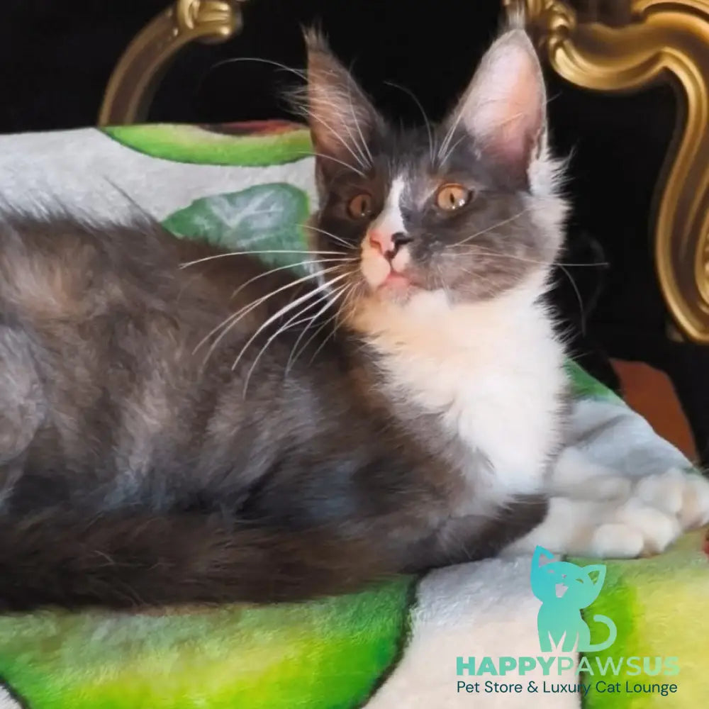 Harisha Maine Coon male black silver bicolour - live animals