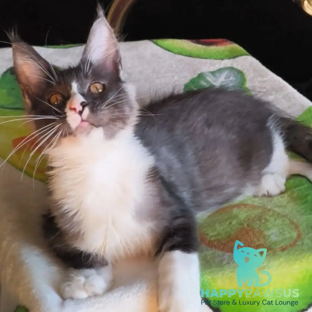 Harisha Maine Coon male black silver bicolour - live animals
