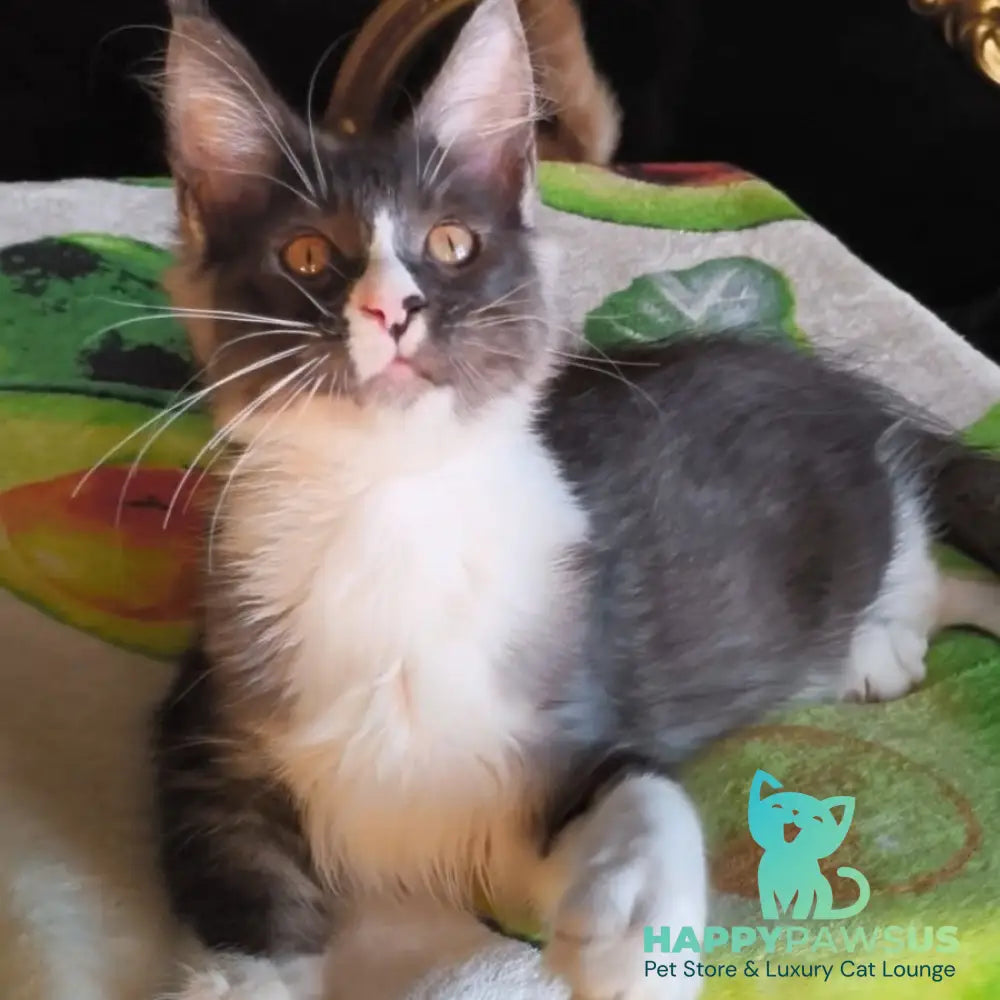 Harisha Maine Coon male black silver bicolour - live animals