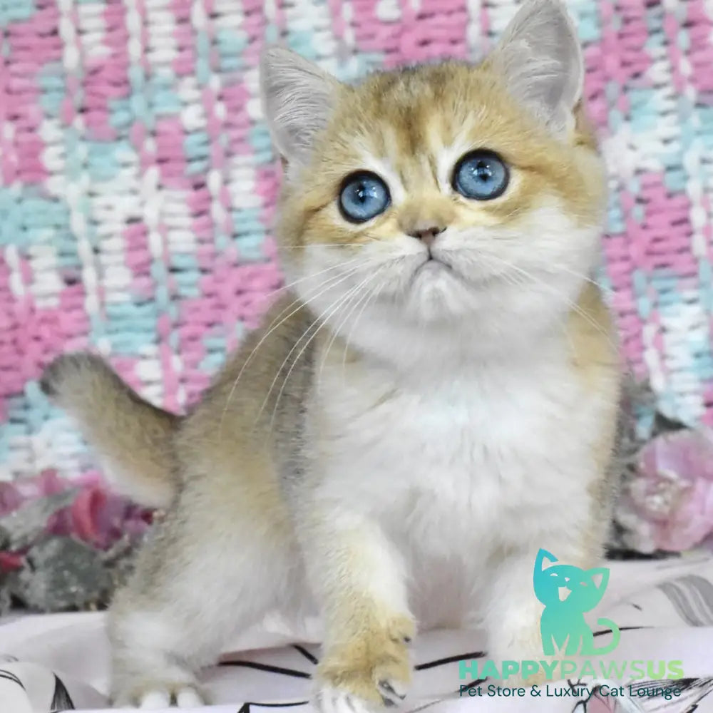 Harisma British Shorthair female black golden shaded - live animals