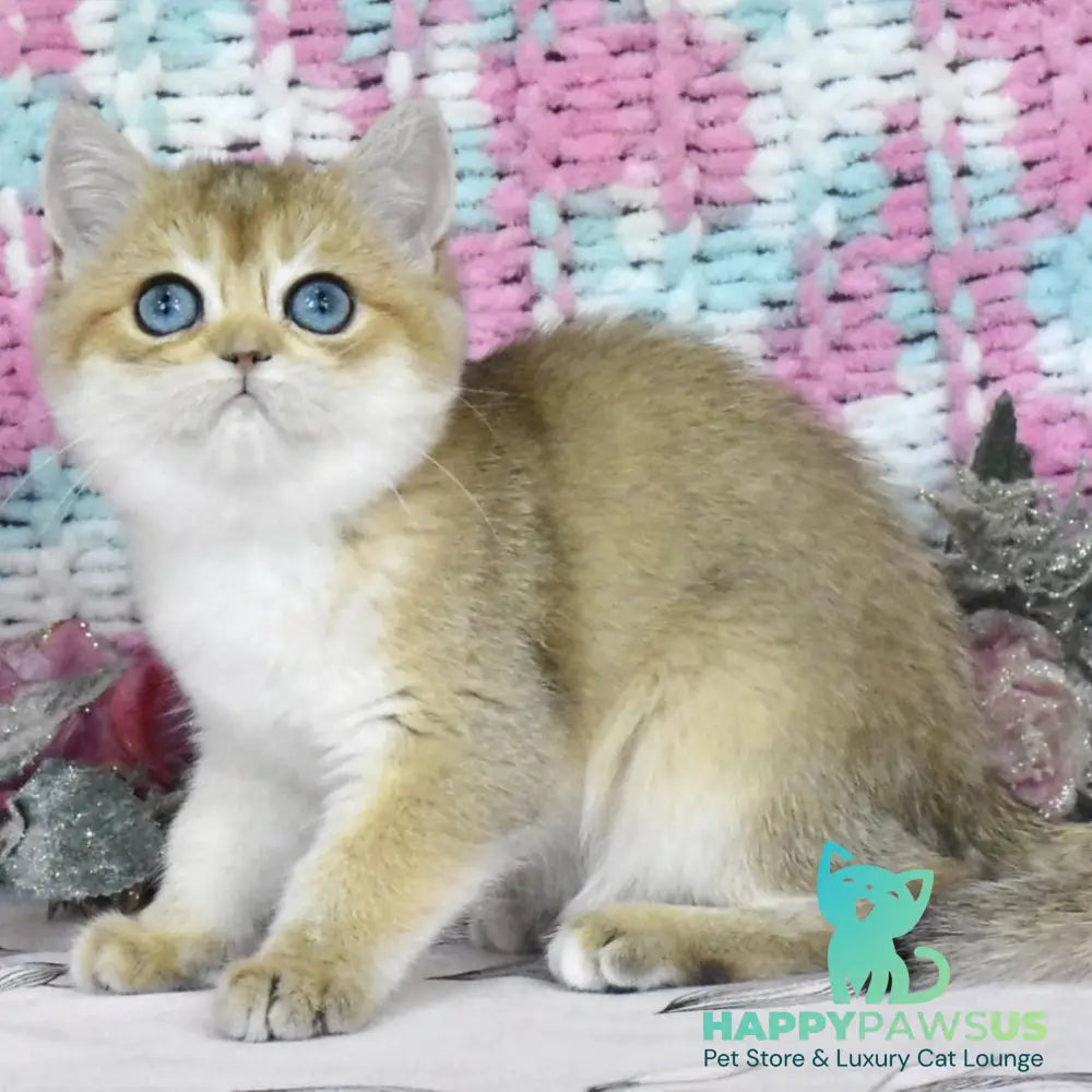 Harisma British Shorthair female black golden shaded - live animals