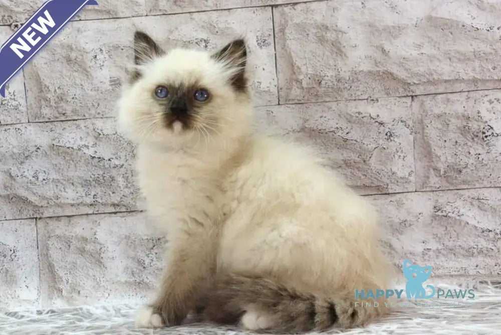 Haritosha Ragdoll male seal mitted live animals