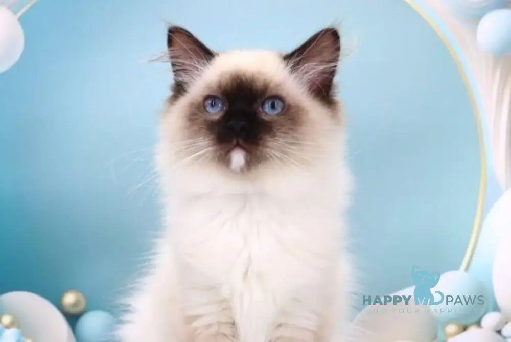 Haritosha Ragdoll male seal mitted live animals