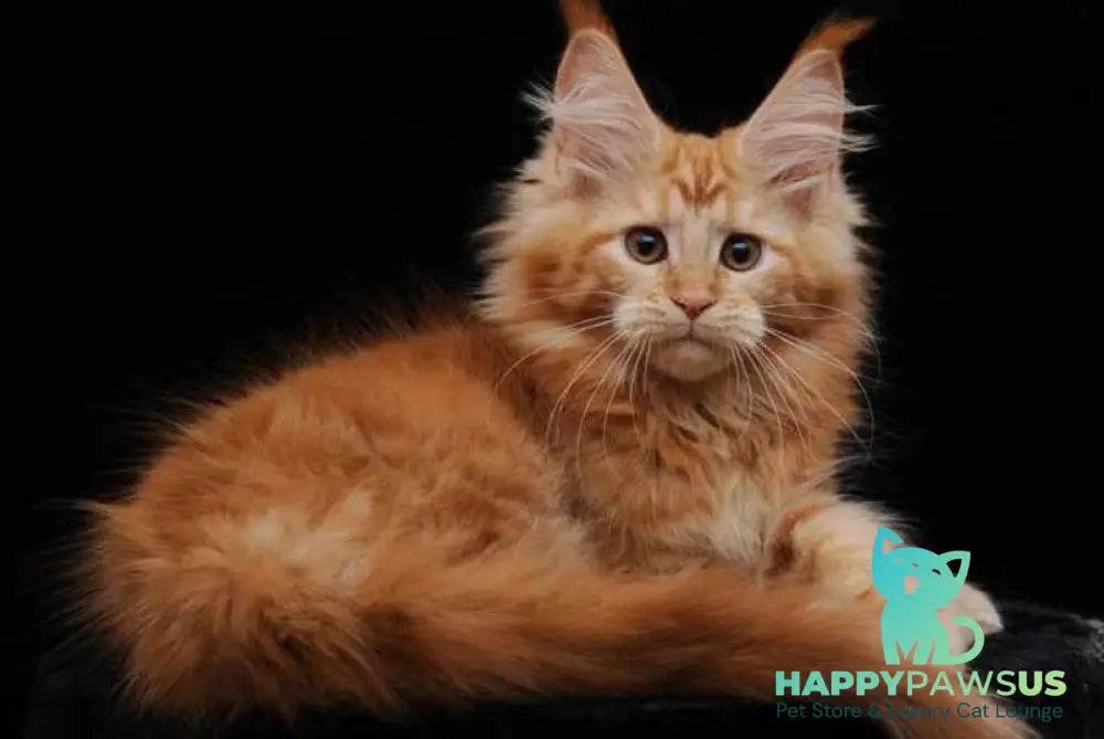 Harizma Maine Coon female red - live animals