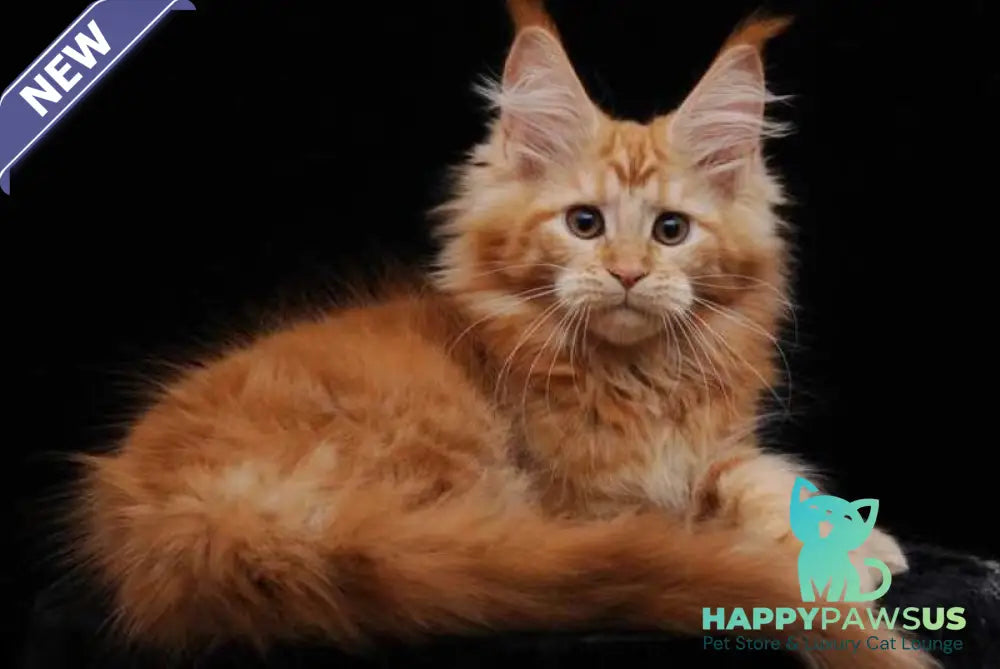 Harizma Maine Coon female red - live animals