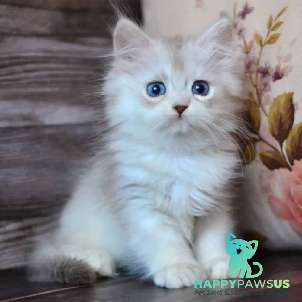 Harley British Longhair male blue silver shaded - live animals