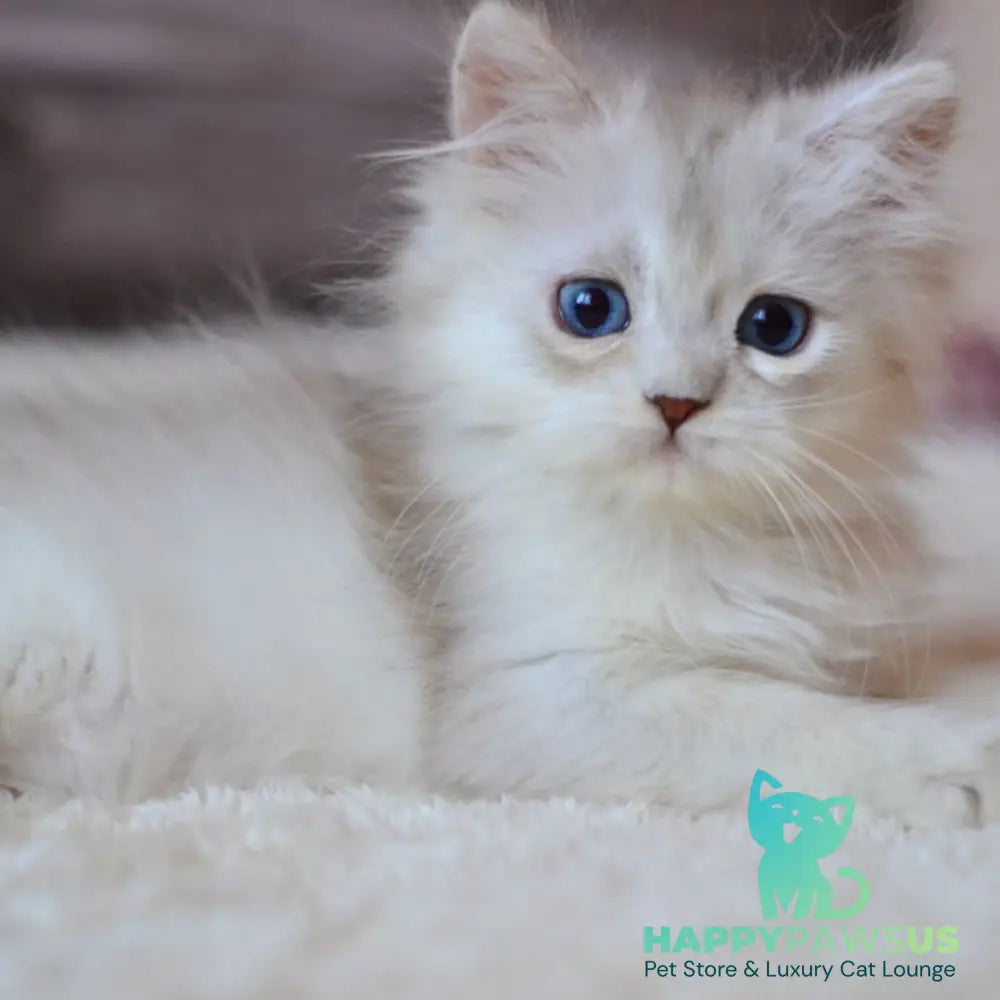 Harley British Longhair male blue silver shaded - live animals