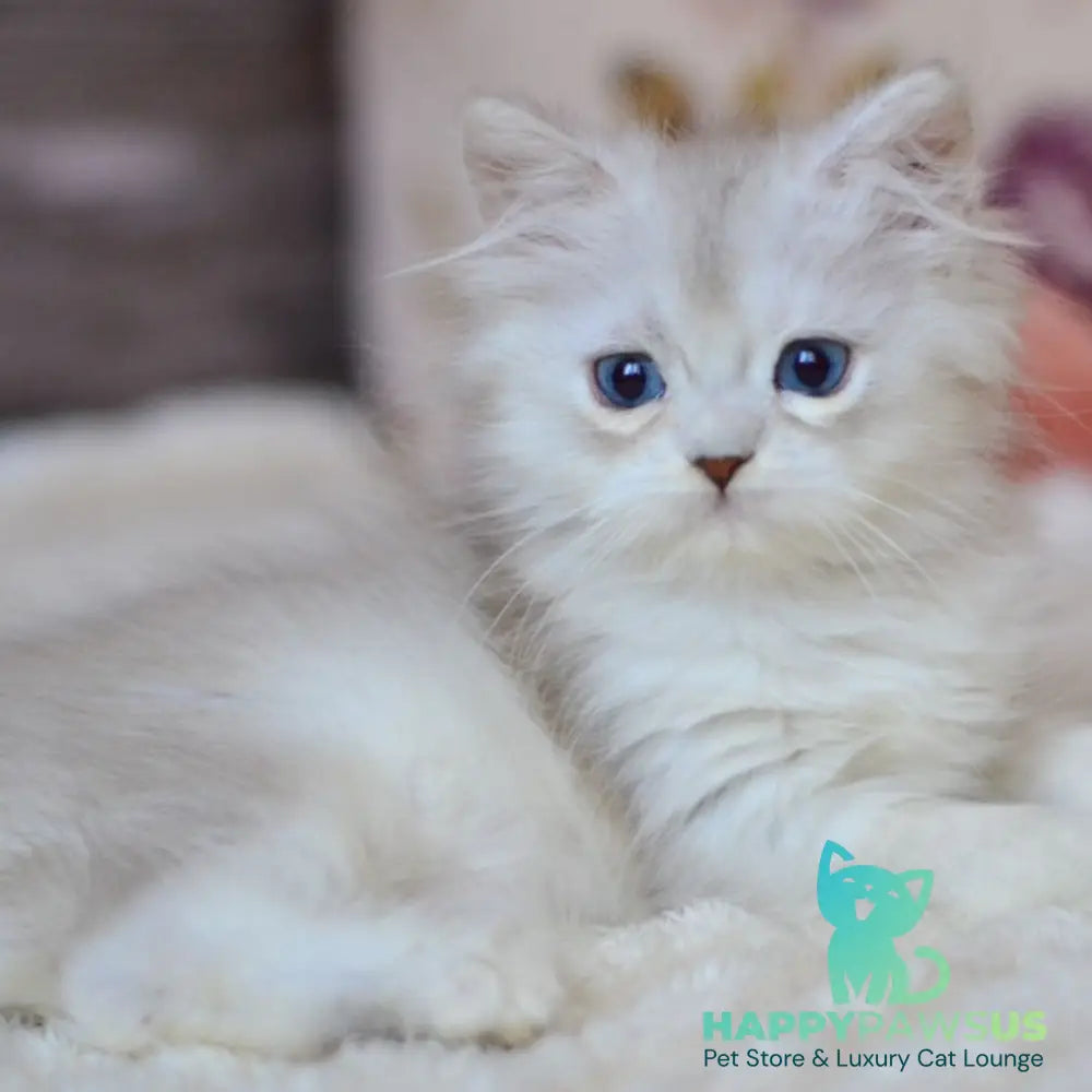 Harley British Longhair male blue silver shaded - live animals
