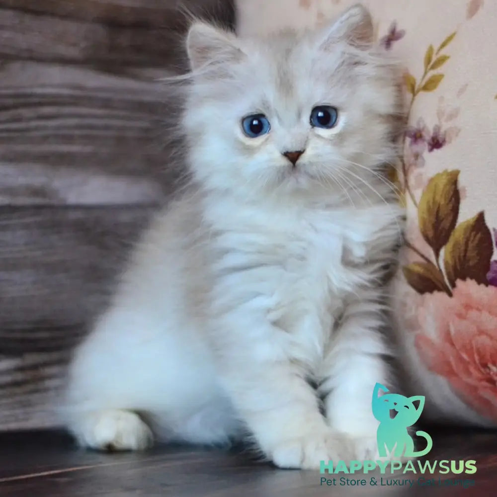 Harley British Longhair male blue silver shaded - live animals