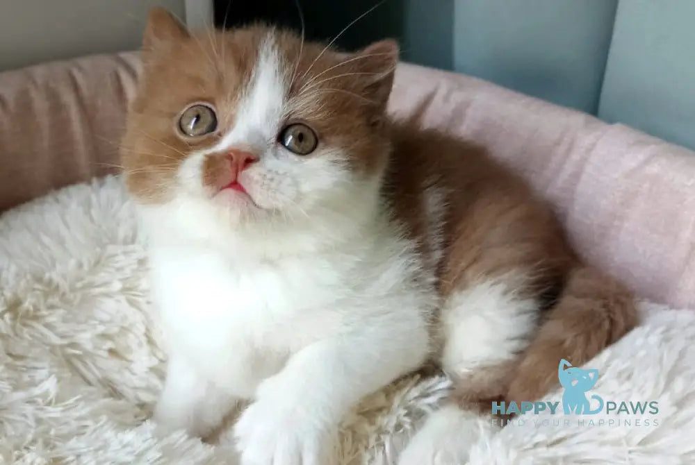 Harley British Shorthair male cinnamon bicolour - live animals