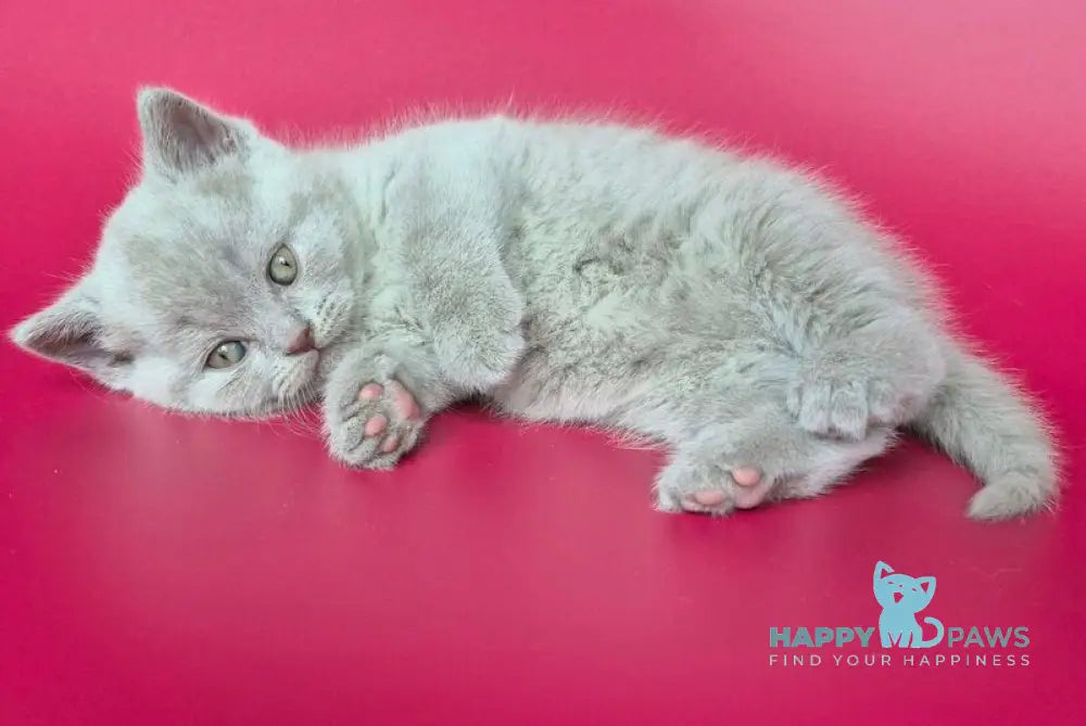 Harley British Shorthair male lilac live animals