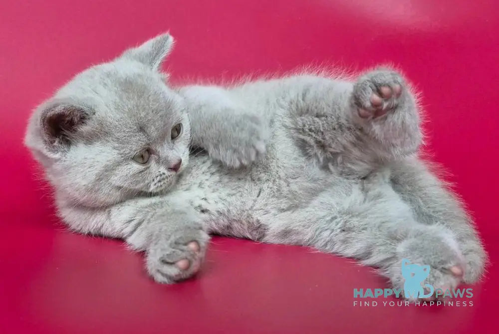 Harley British Shorthair male lilac live animals