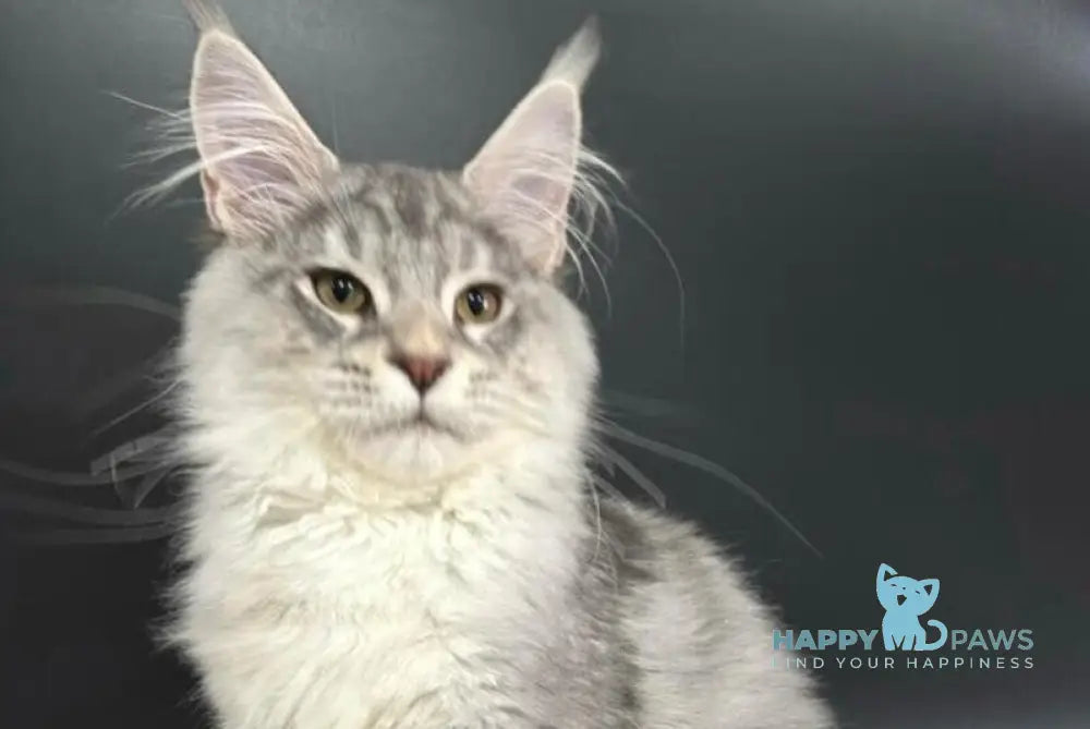 Harley Maine Coon male blue silver ticked tabby with white live animals