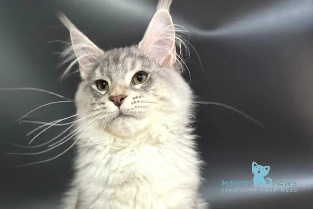 Harley Maine Coon male blue silver ticked tabby with white live animals