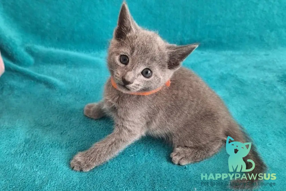 Harley Russian Blue male blue live animals