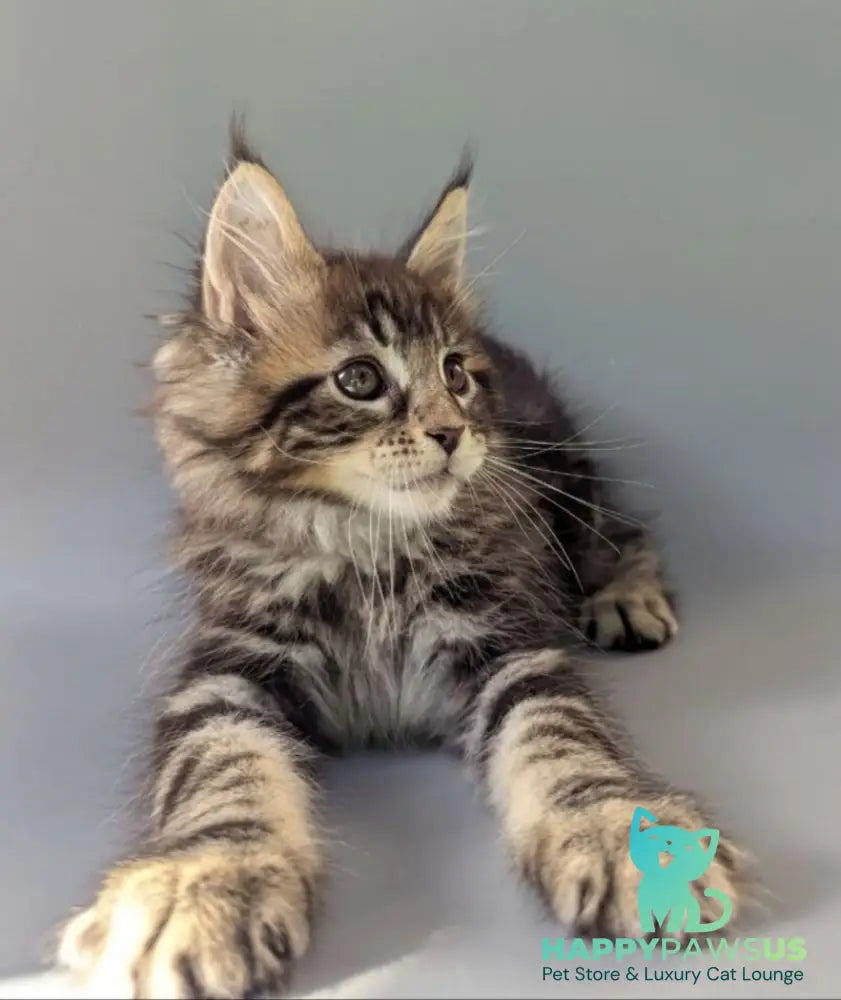 Harold Maine Coon male black tabby - live animals