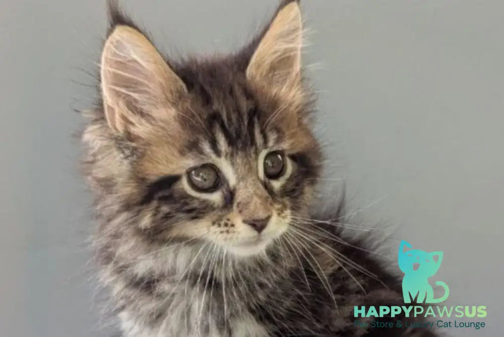 Harold Maine Coon male black tabby - live animals