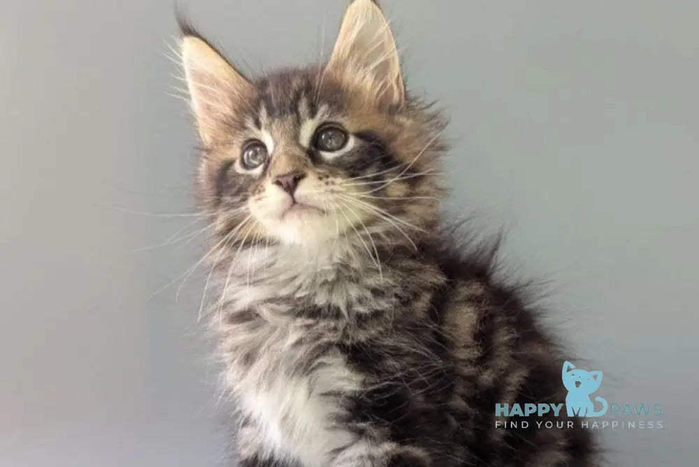 Harold Maine Coon male black tabby - live animals