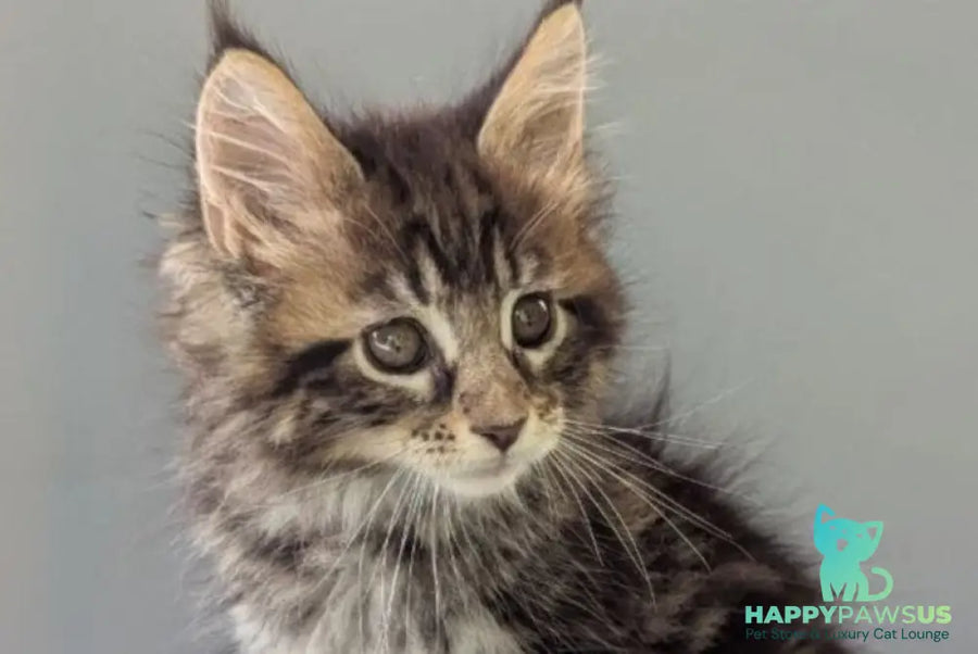 Harold Maine Coon male black tabby - live animals