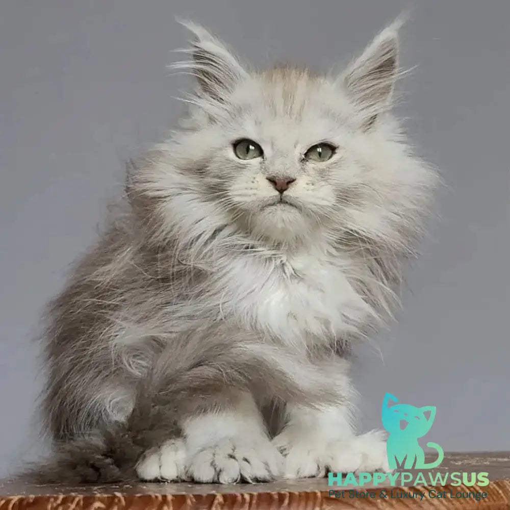 Harold Maine Coon polydactyl 6x6x6x6 male black silver tabby - live animals