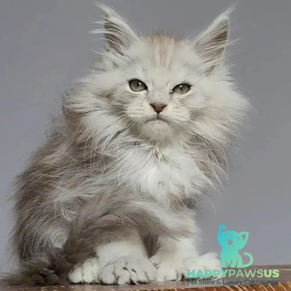 Harold Maine Coon polydactyl 6x6x6x6 male black silver tabby - live animals