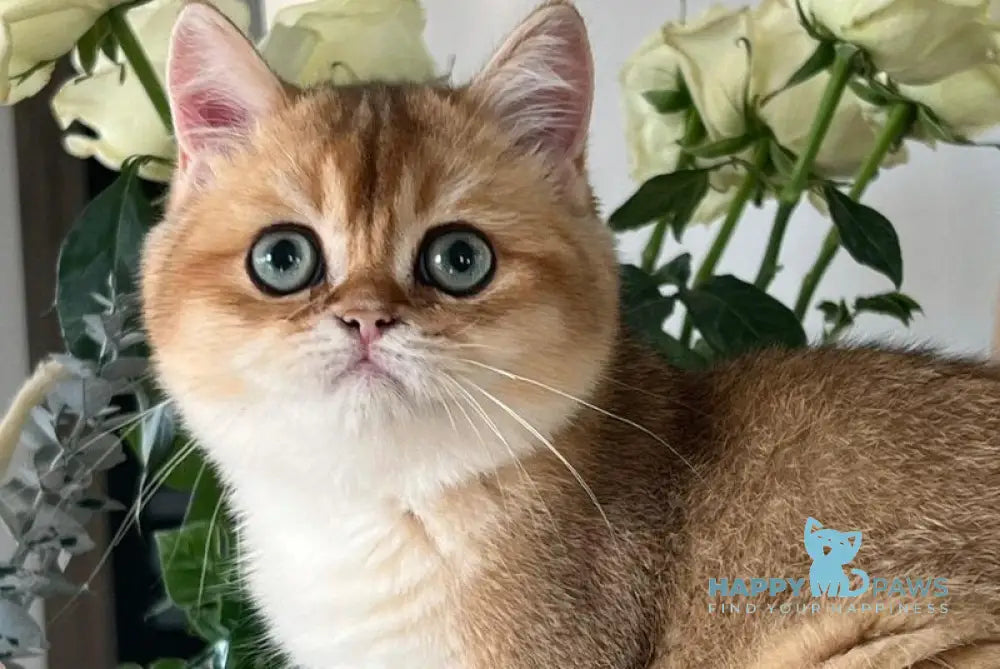 Harri British Shorthair male black golden shaded live animals