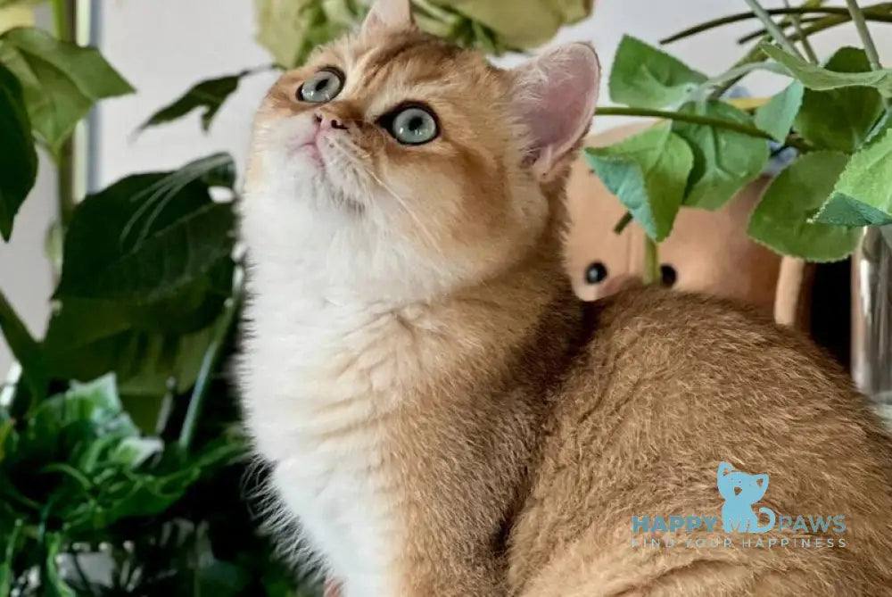 Harri British Shorthair male black golden shaded live animals